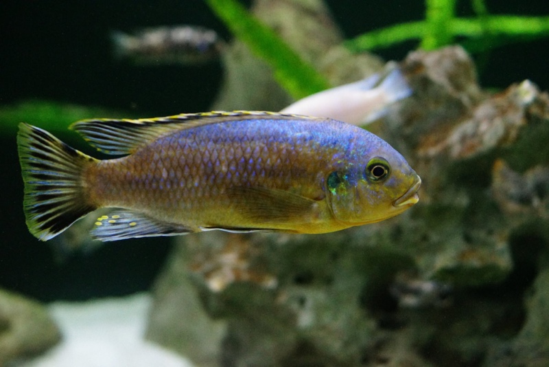 Petrotilapia genalutea 'Chimwalani Reef'